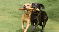 Milyen kutya sport választhat?